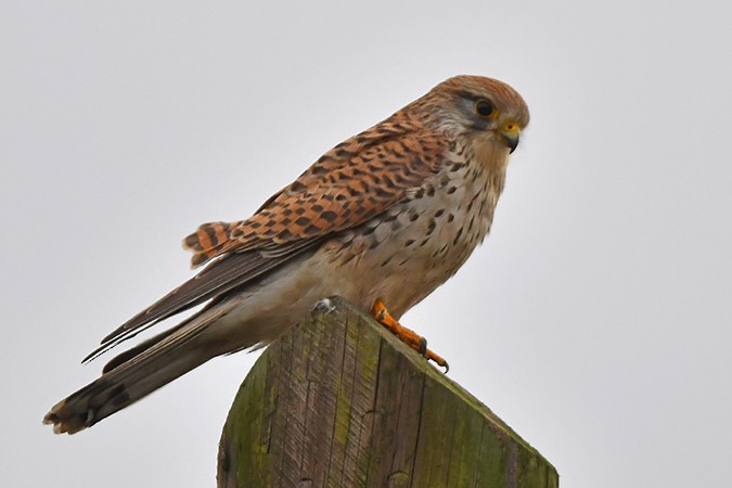 Eurasian Kestrel - ML300392481