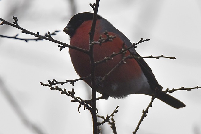 Eurasian Bullfinch - ML300392631