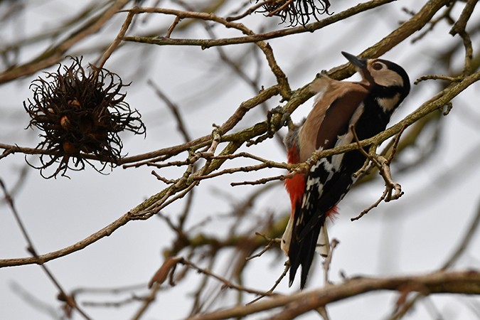 Great Spotted Woodpecker - ML300392641