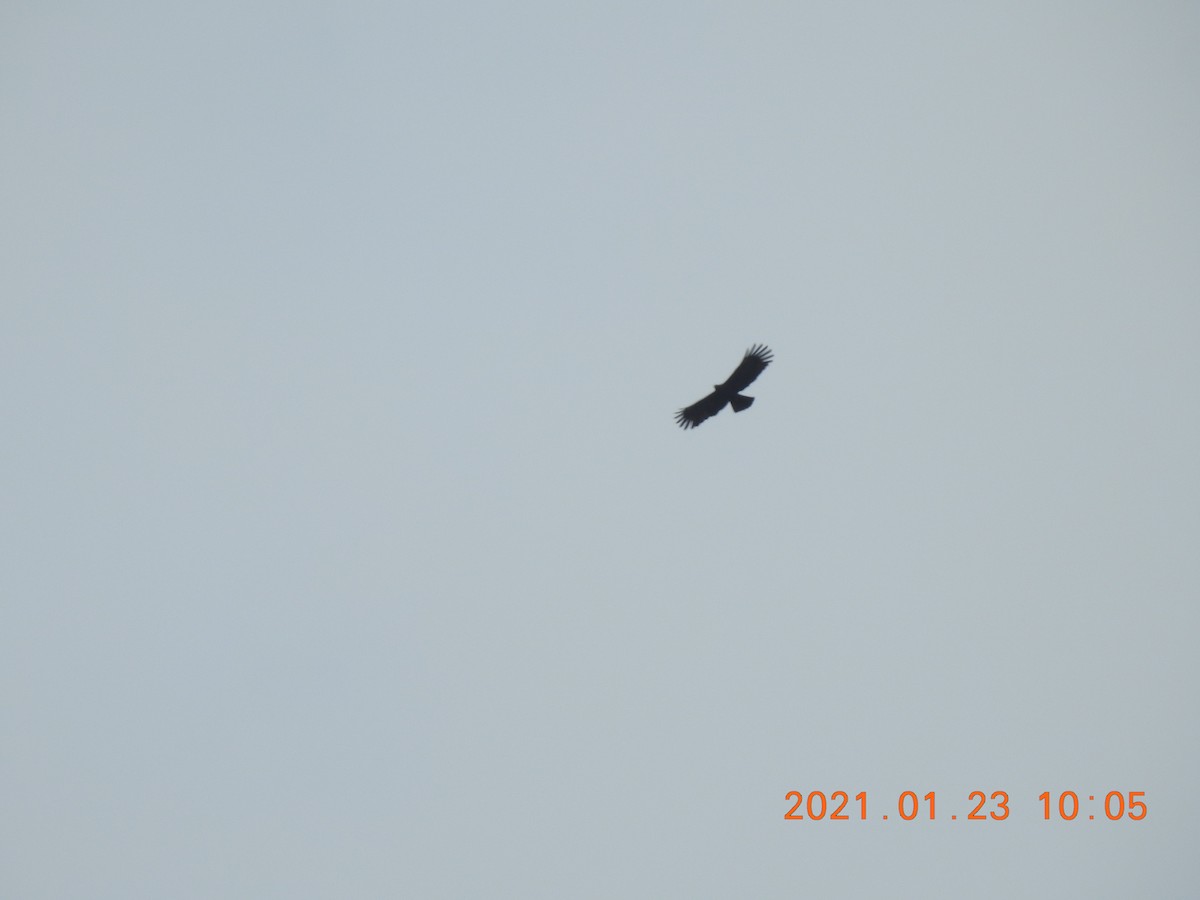 Black Eagle - ML300393511
