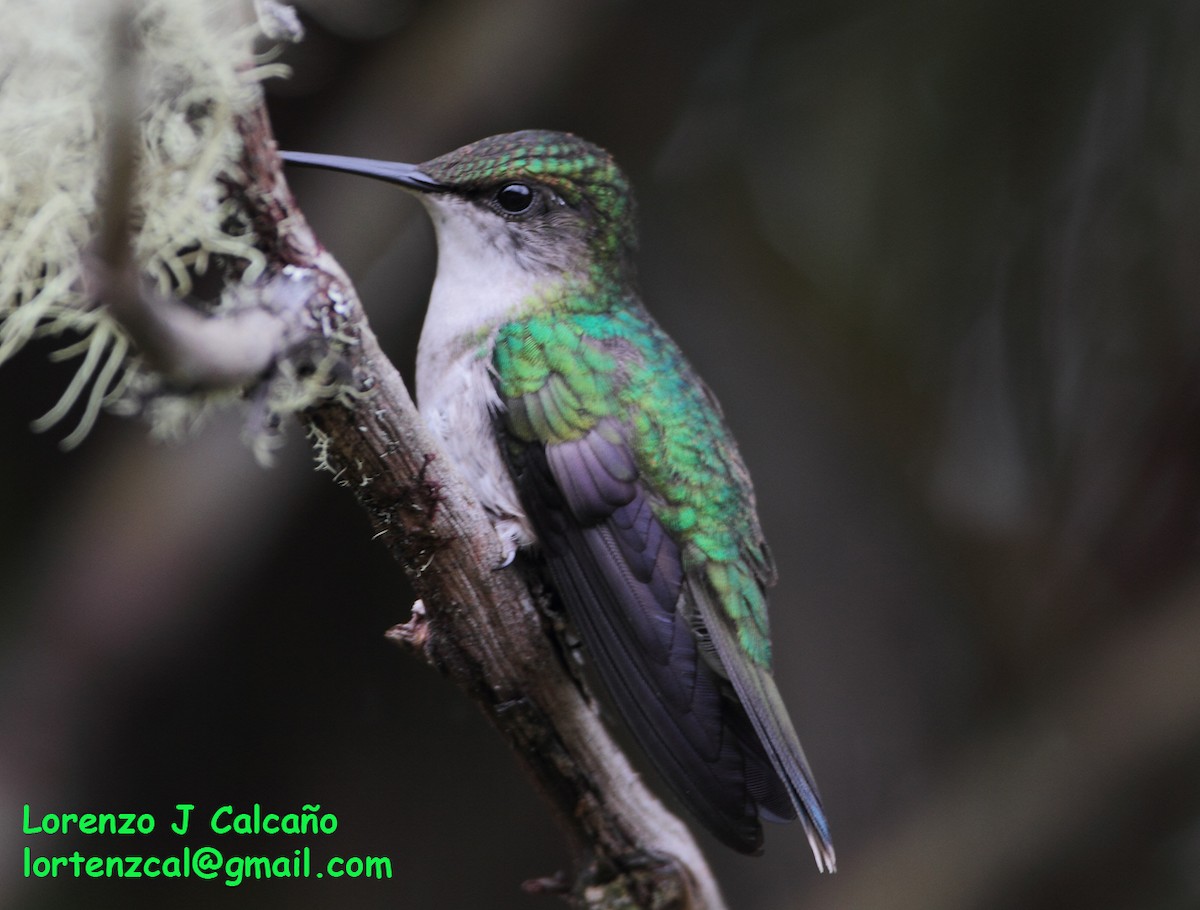 tanımsız Trochilidae sp. - ML300395321