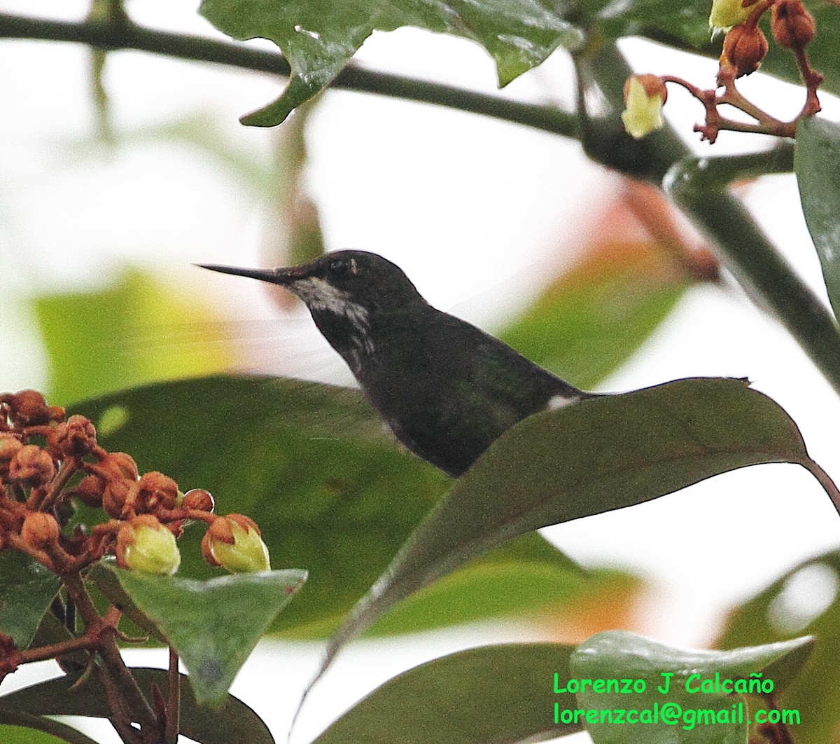 Racket-tipped Thorntail - Lorenzo Calcaño