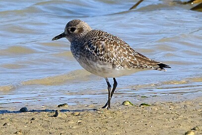 Black-bellied Plover - ML300396281