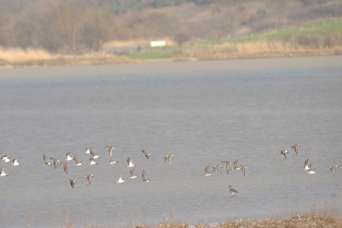 Dunlin - ML300396301