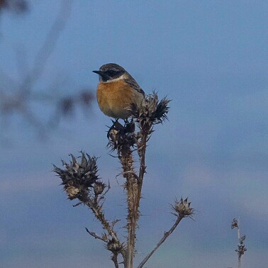 European Stonechat - ML300396371