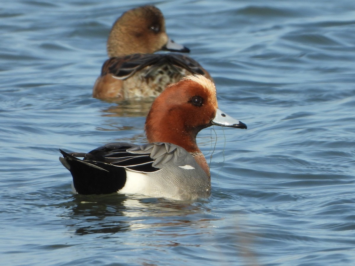 Eurasian Wigeon - Çağan Abbasoğlu