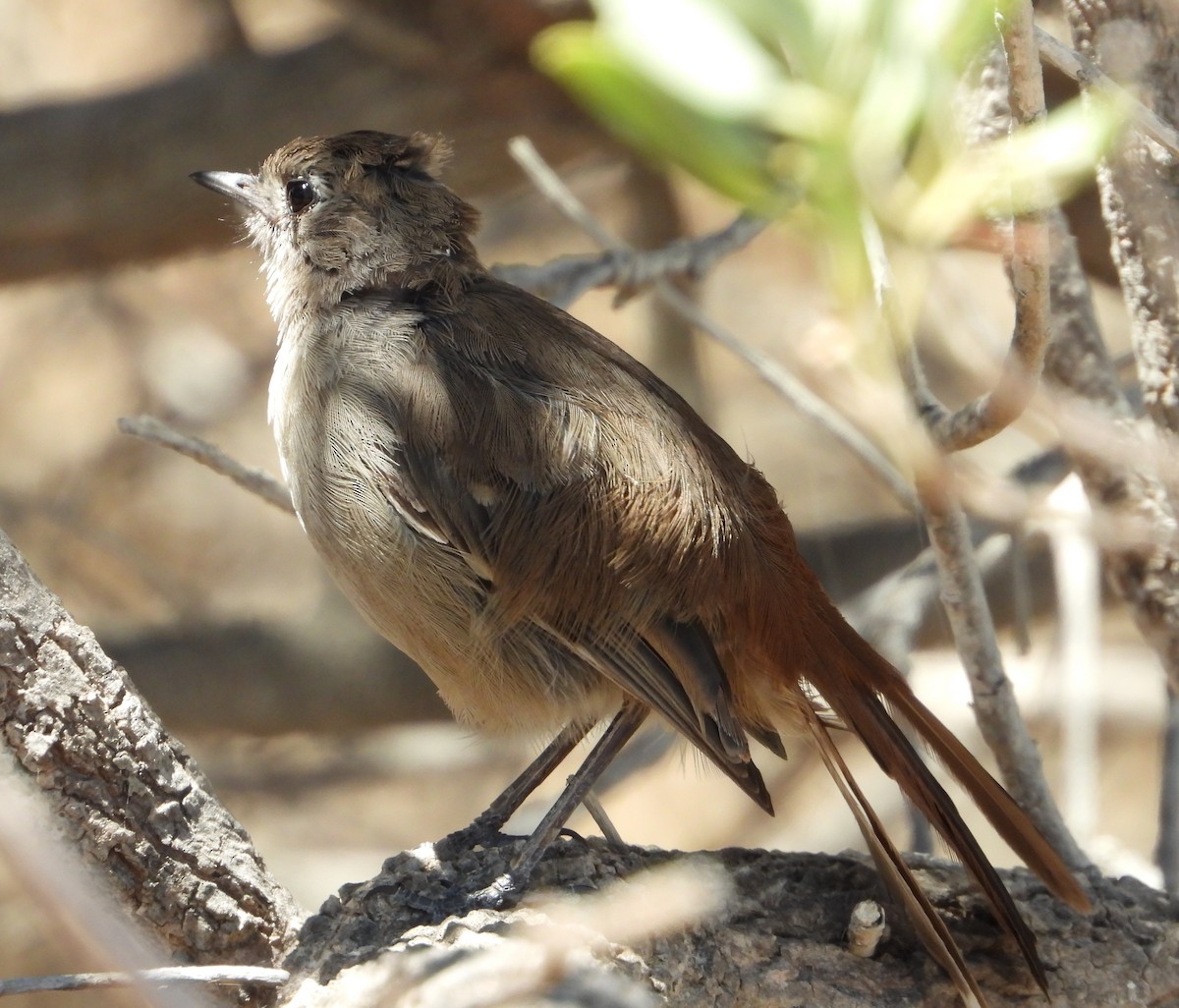 Southern Scrub-Robin - ML300398541