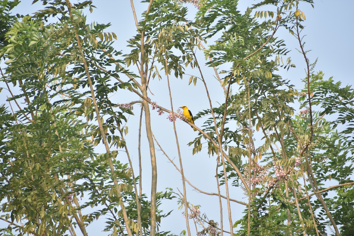 Indian Golden Oriole - ML300399211