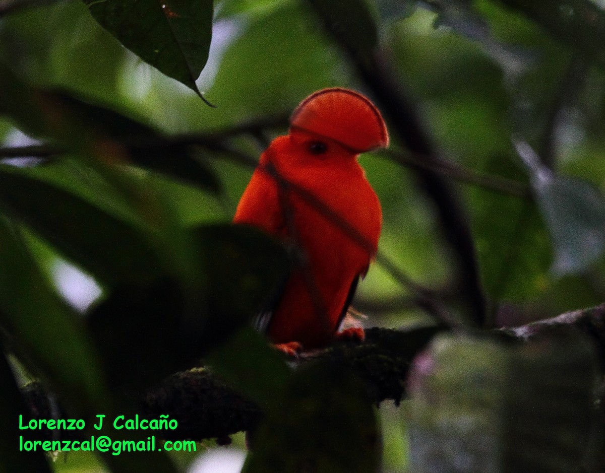 Guianan Cock-of-the-rock - Lorenzo Calcaño