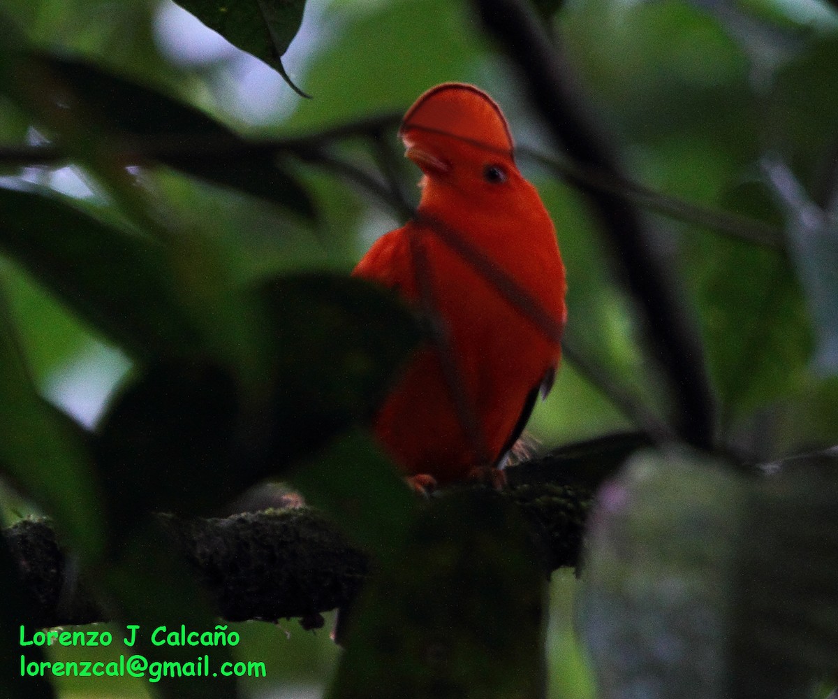 Coq-de-roche orange - ML300399981