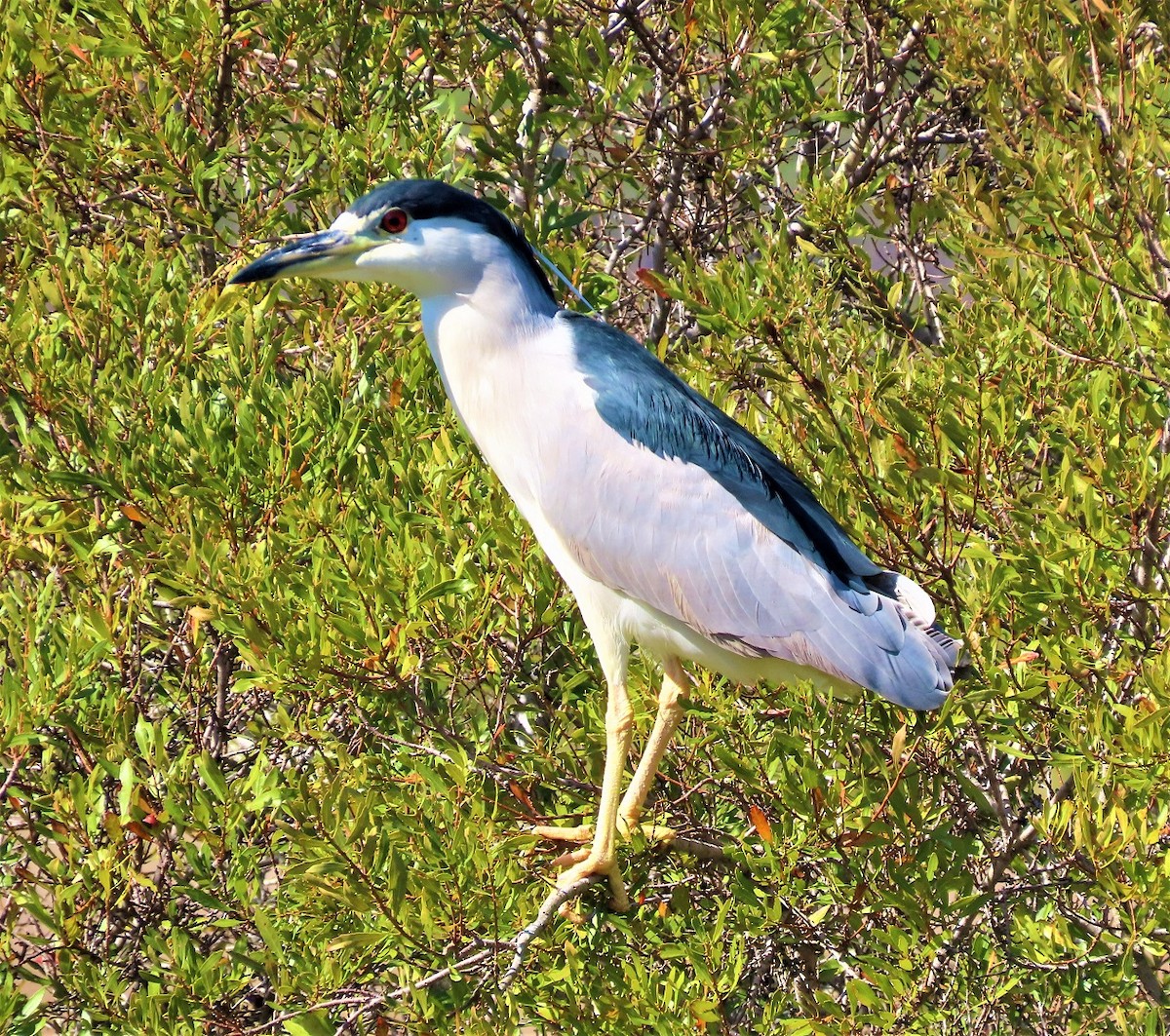 Black-crowned Night Heron - William Dunson