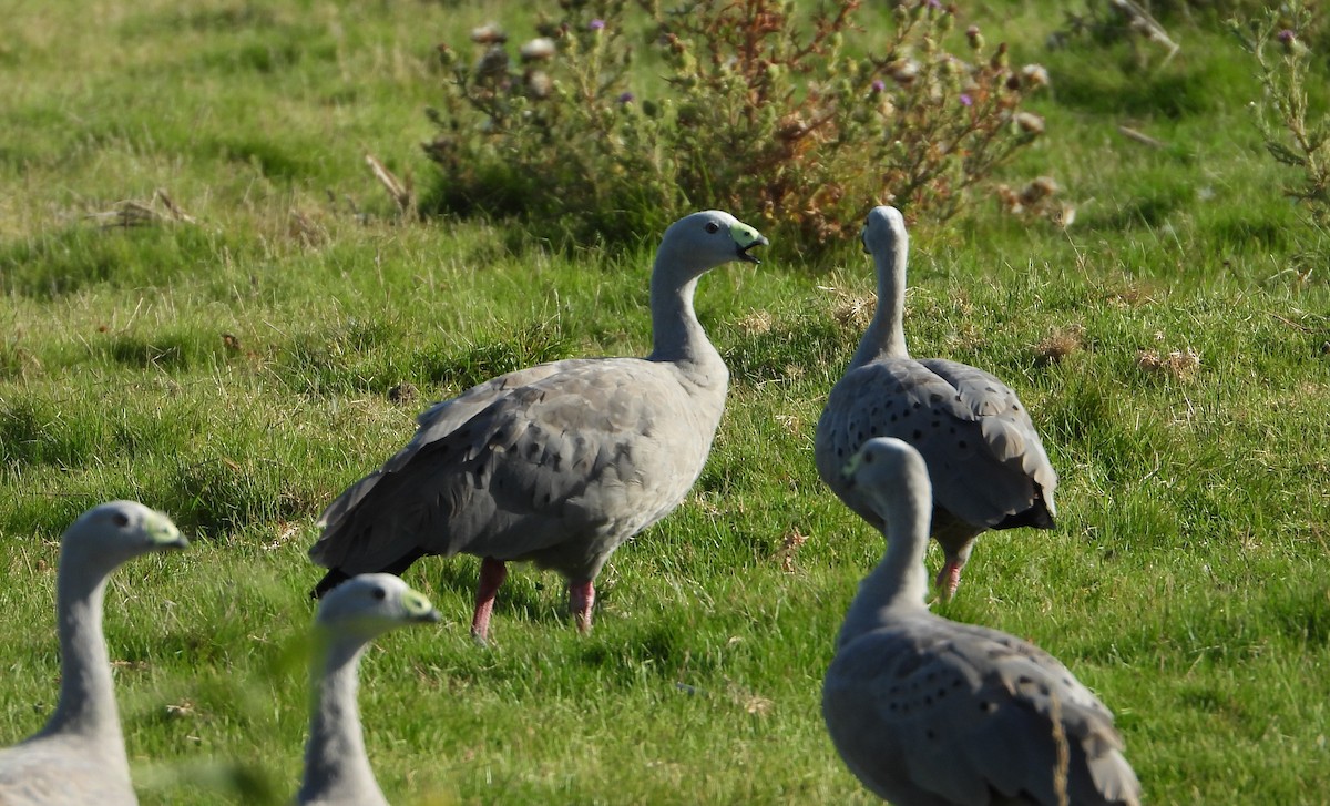 Cape Barren Goose - ML300400341