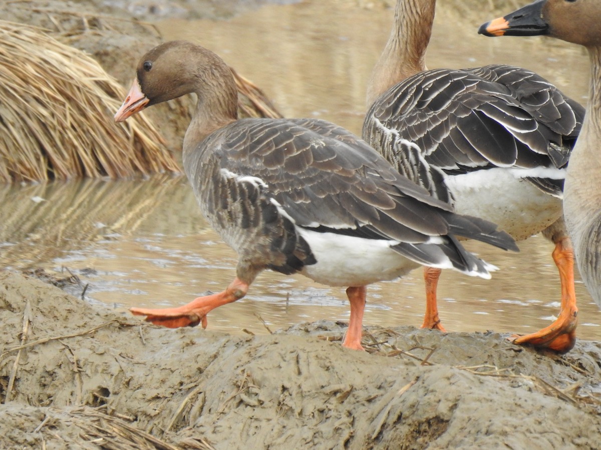 Greater White-fronted Goose - ML300403691