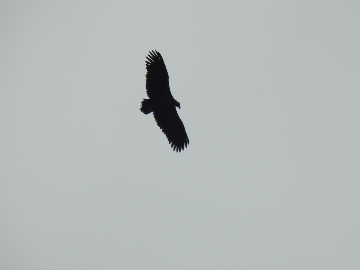 Cinereous Vulture - ML300403851