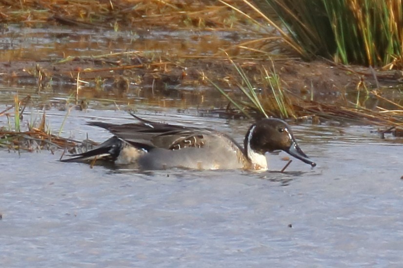 Northern Pintail - ML300406441