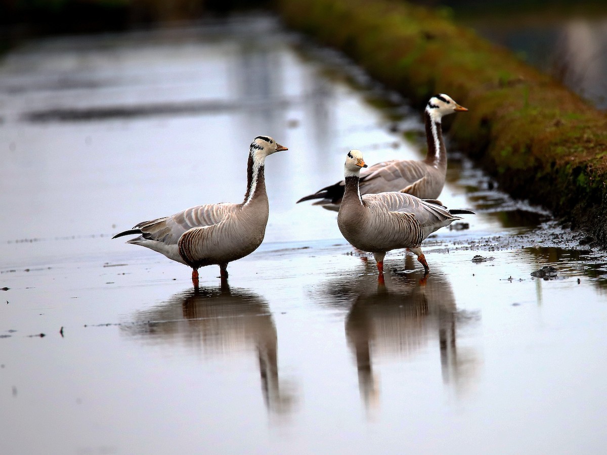 Bar-headed Goose - ML300407051