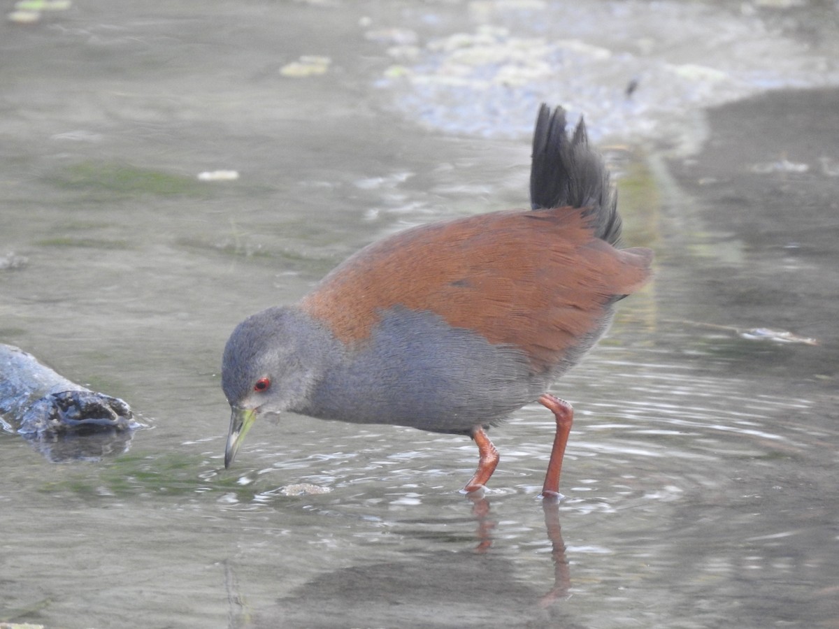 Black-tailed Crake - ML300409881