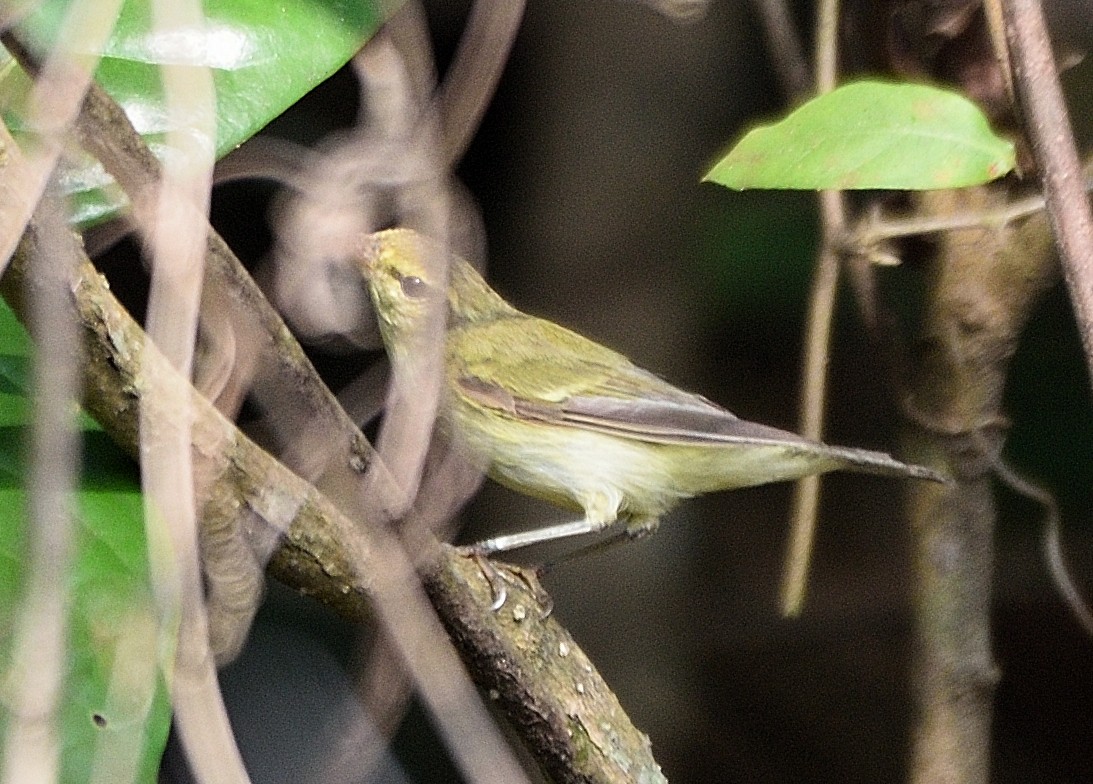 Green Warbler - ML300410691