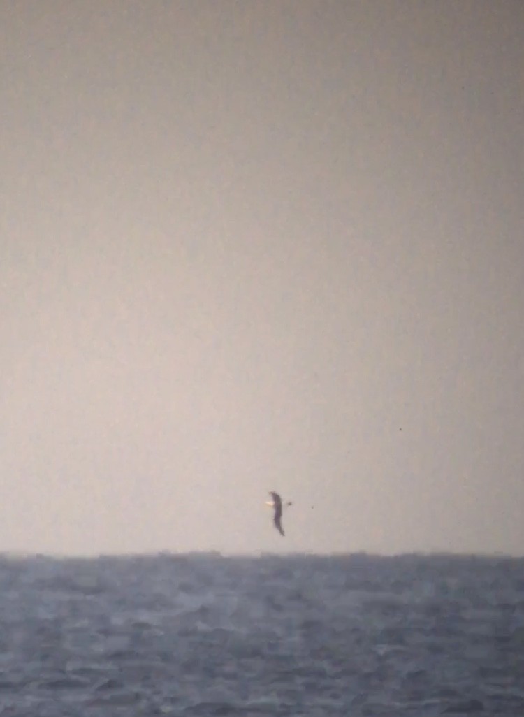 White-capped Albatross - ML300410821