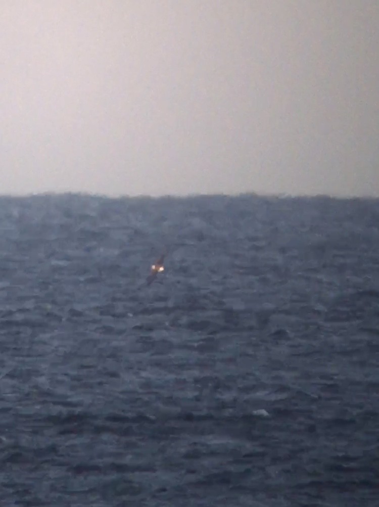 White-capped Albatross - ML300410841