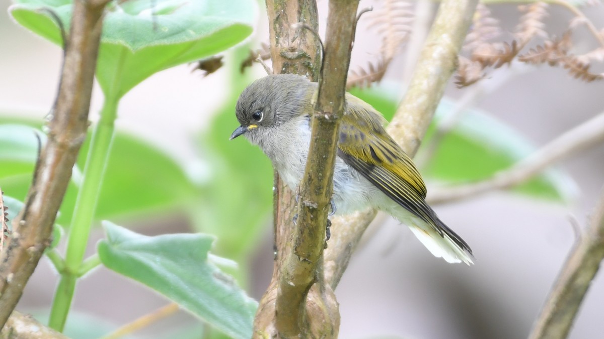 Green-backed Honeyguide - ML300411811