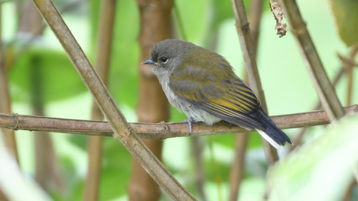 Green-backed Honeyguide - ML300411831