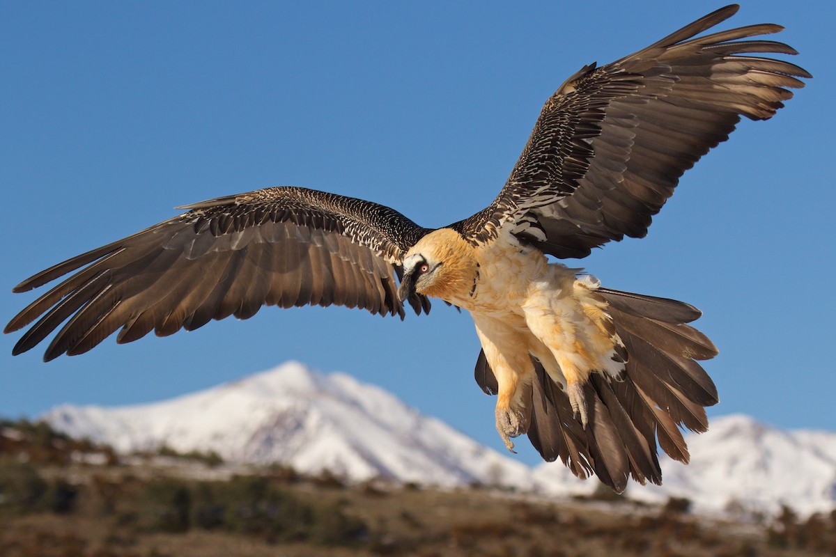 Bearded Vulture - ML300411901