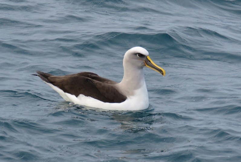 Buller's Albatross - ML30041251