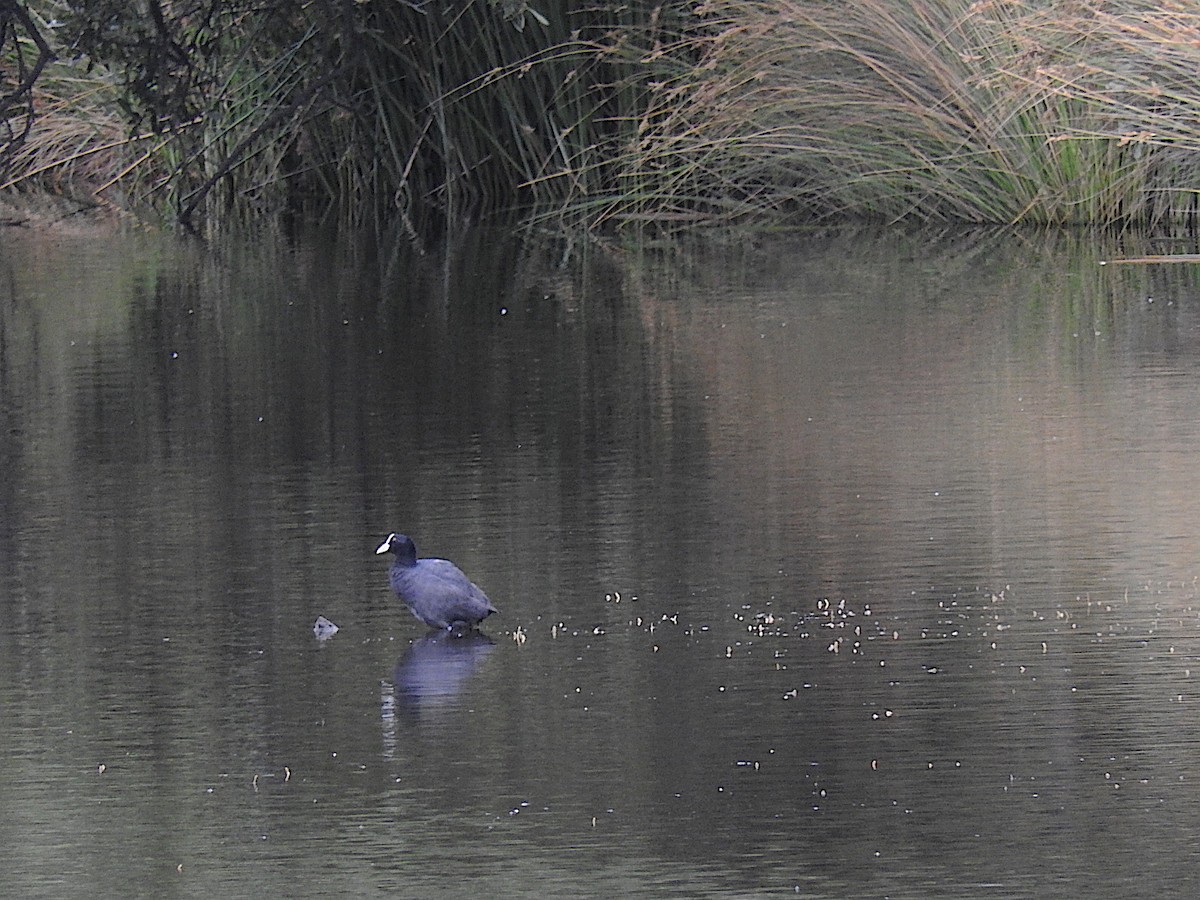 Eurasian Coot - ML300412851