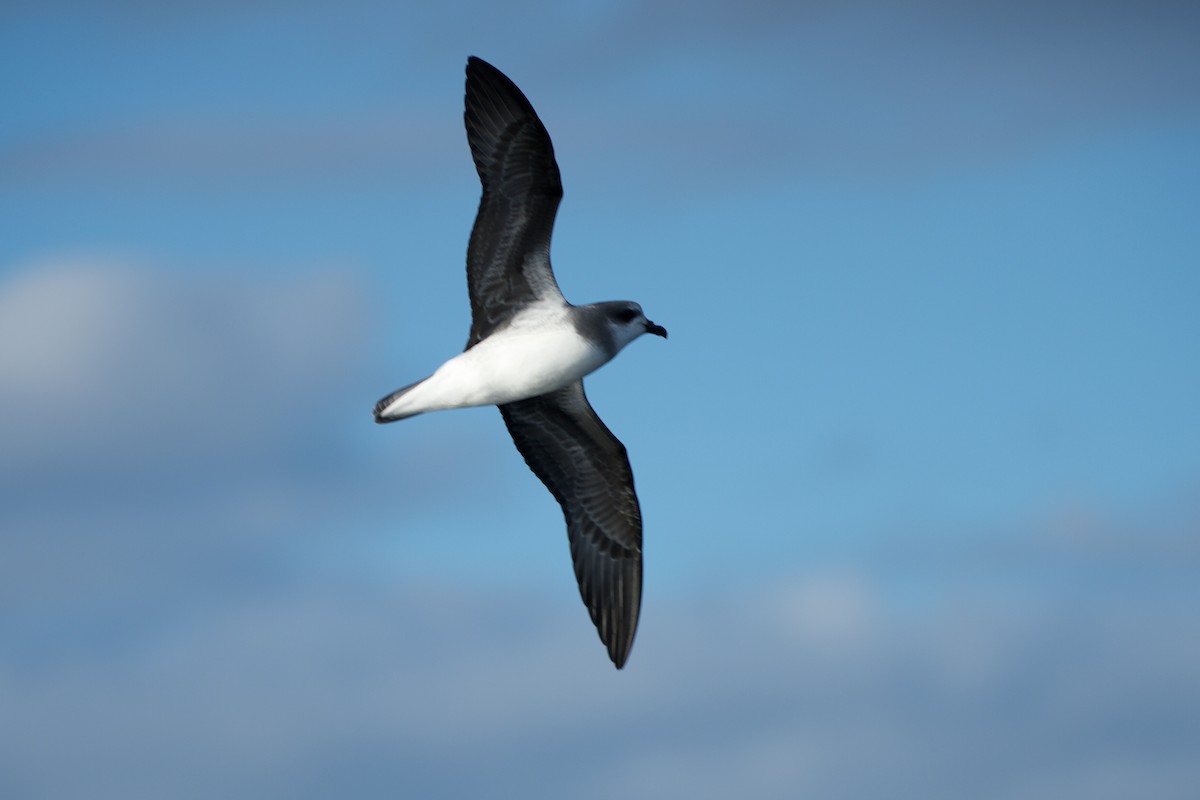 Soft-plumaged Petrel - ML30041311