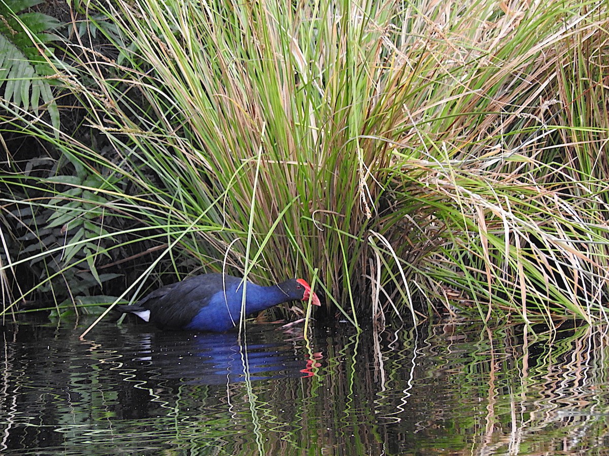 Australasian Swamphen - ML300414061