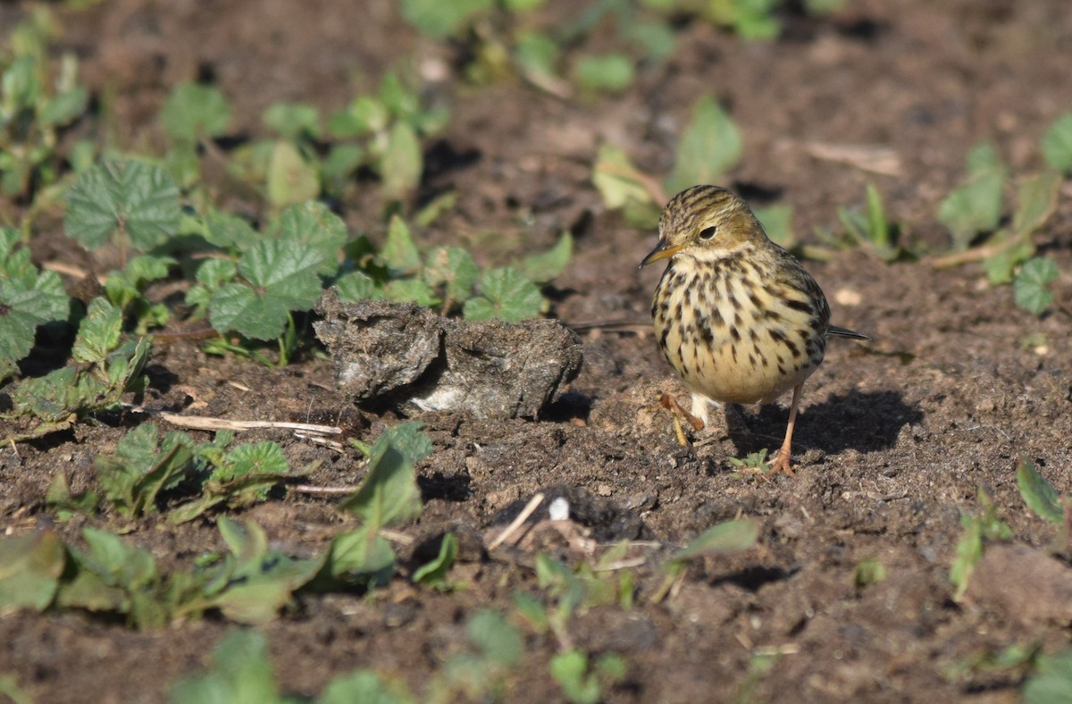 Meadow Pipit - ML300415071