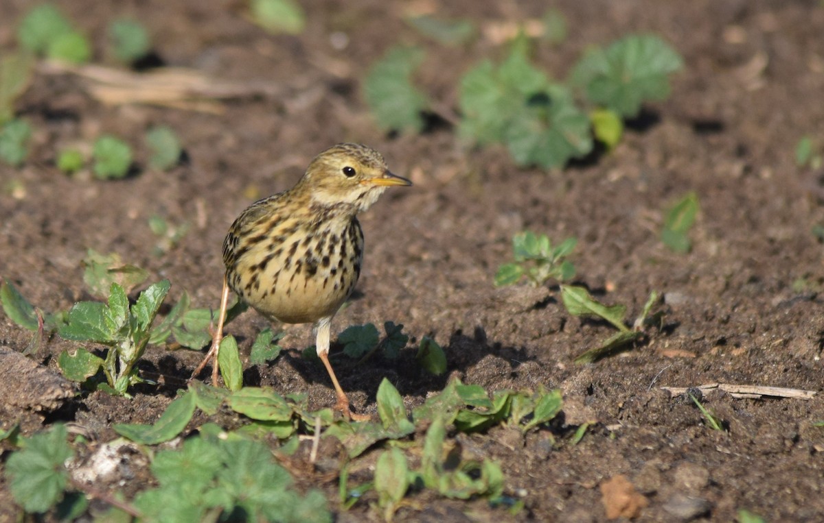 Meadow Pipit - ML300415081