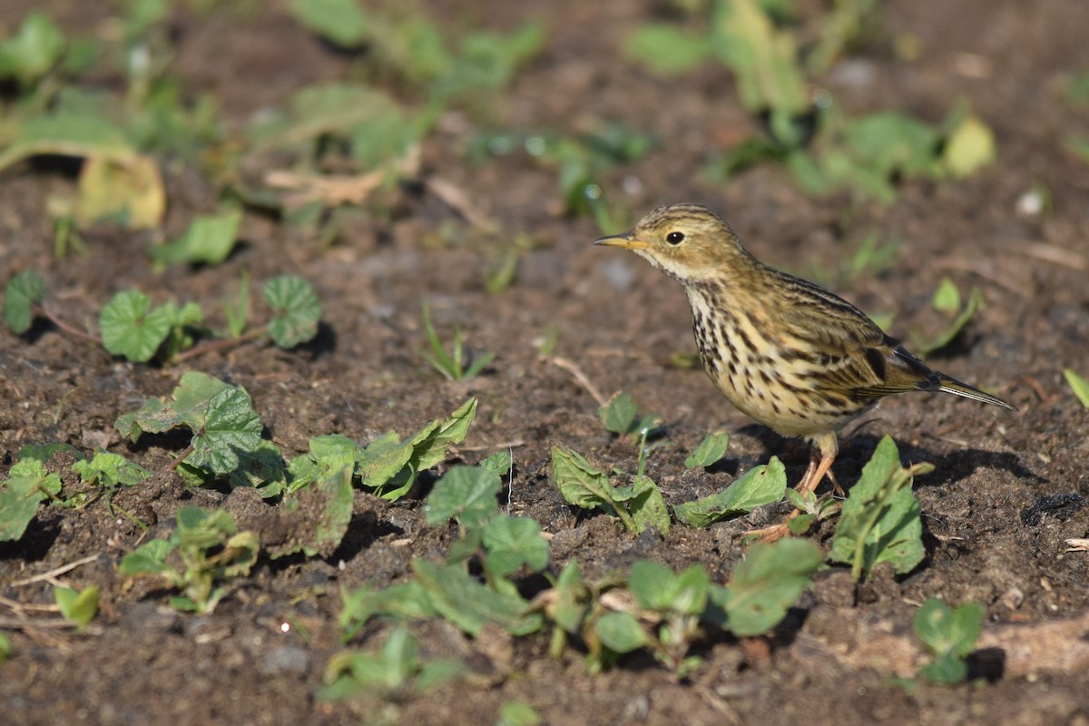 Meadow Pipit - ML300415101