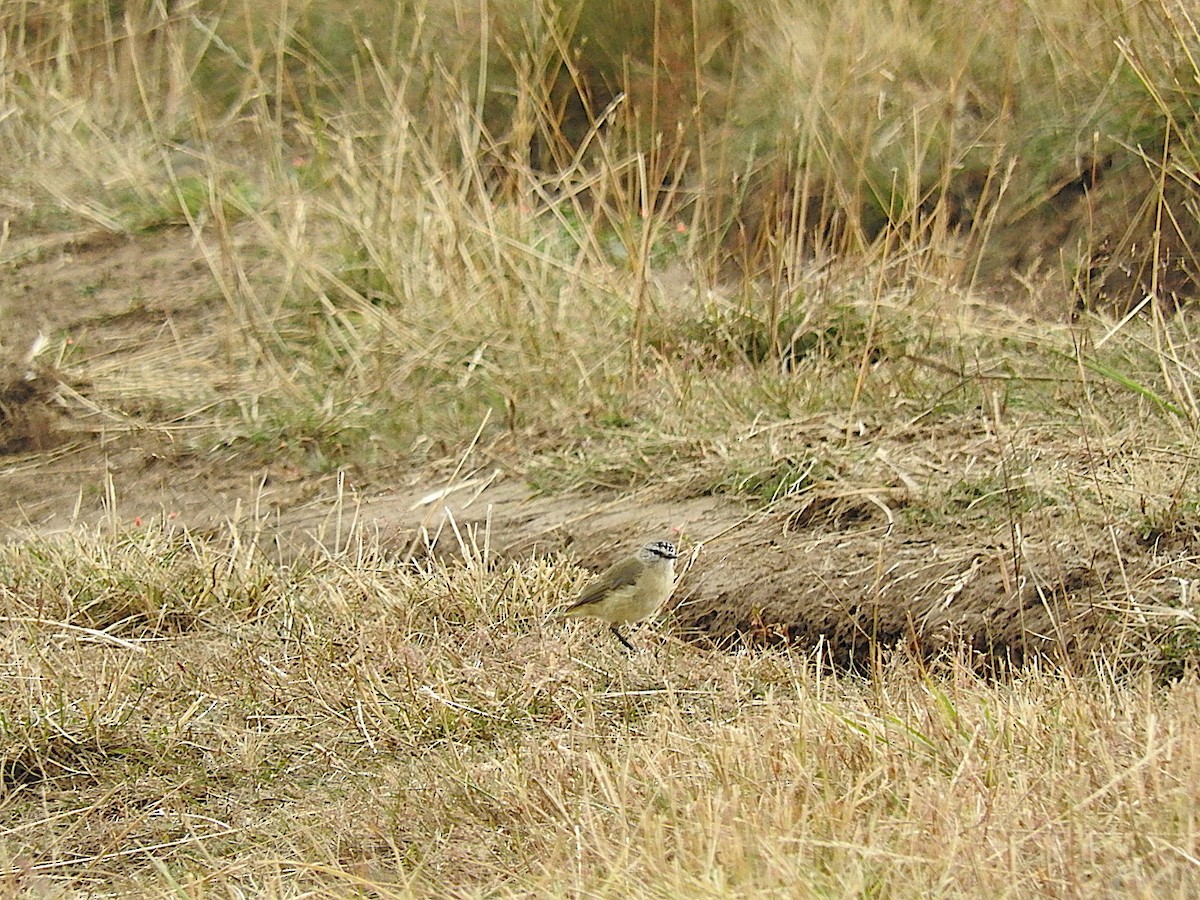 Yellow-rumped Thornbill - George Vaughan