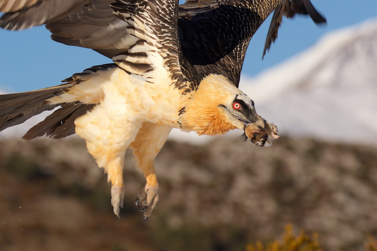 Bearded Vulture - Marc Gálvez