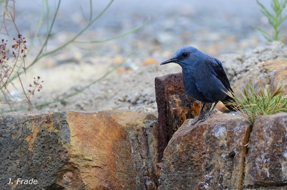 Blue Rock-Thrush - ML30041751