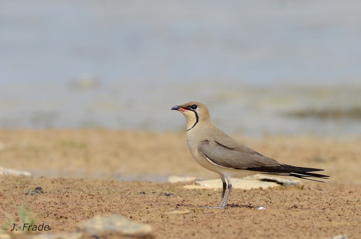 Collared Pratincole - José Frade