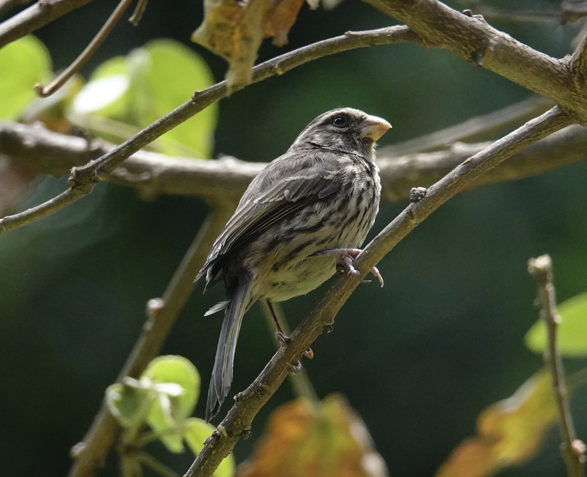 Streaky Seedeater - ML300420101