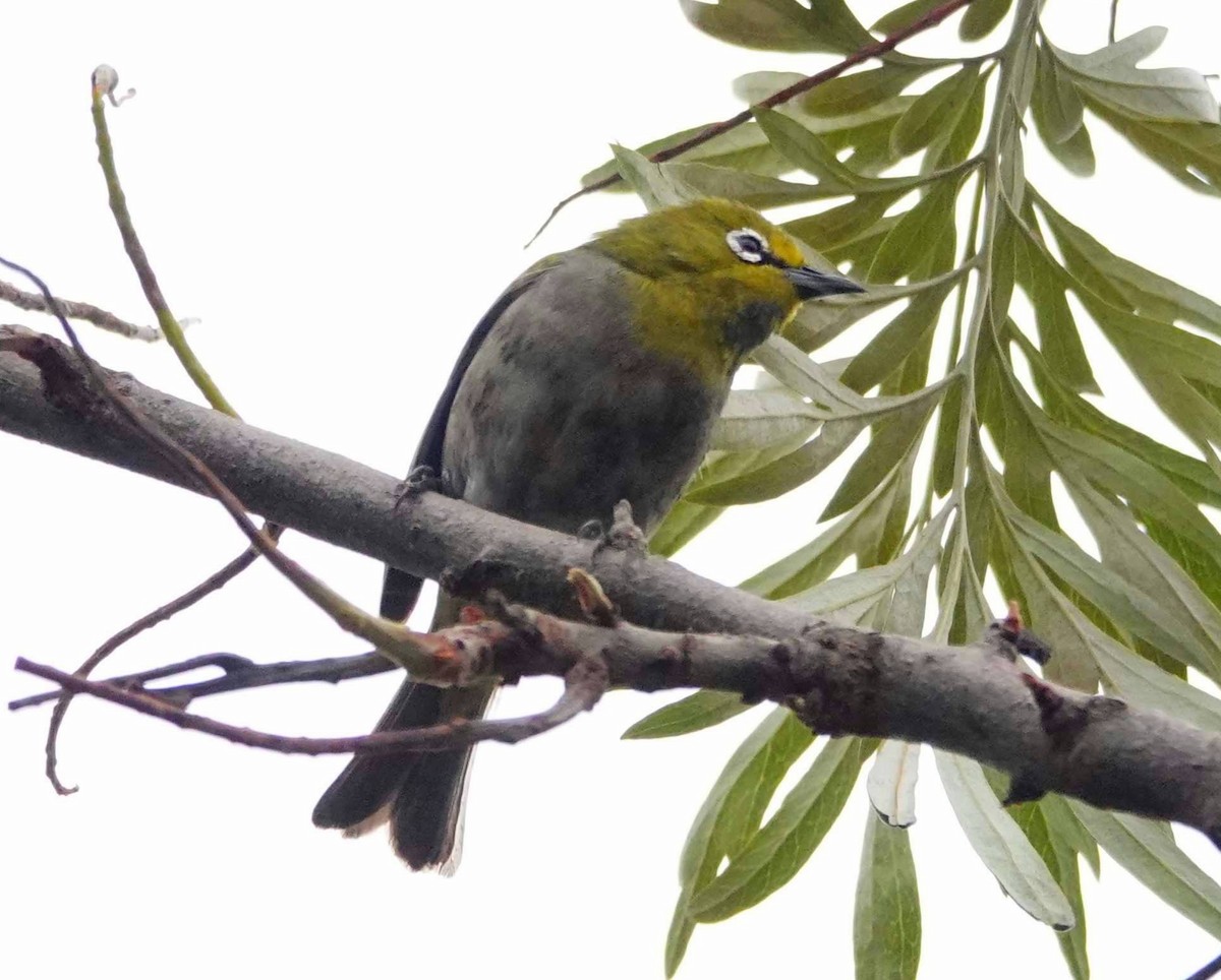 Heuglin's White-eye - David Diller