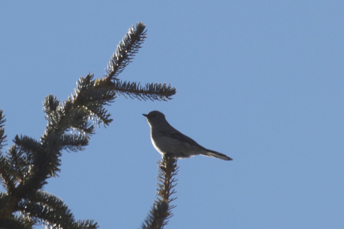Townsend's Solitaire - ML300422121