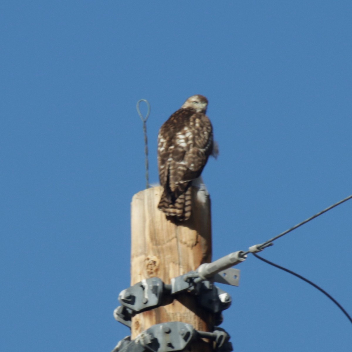Red-tailed Hawk - ML300422131