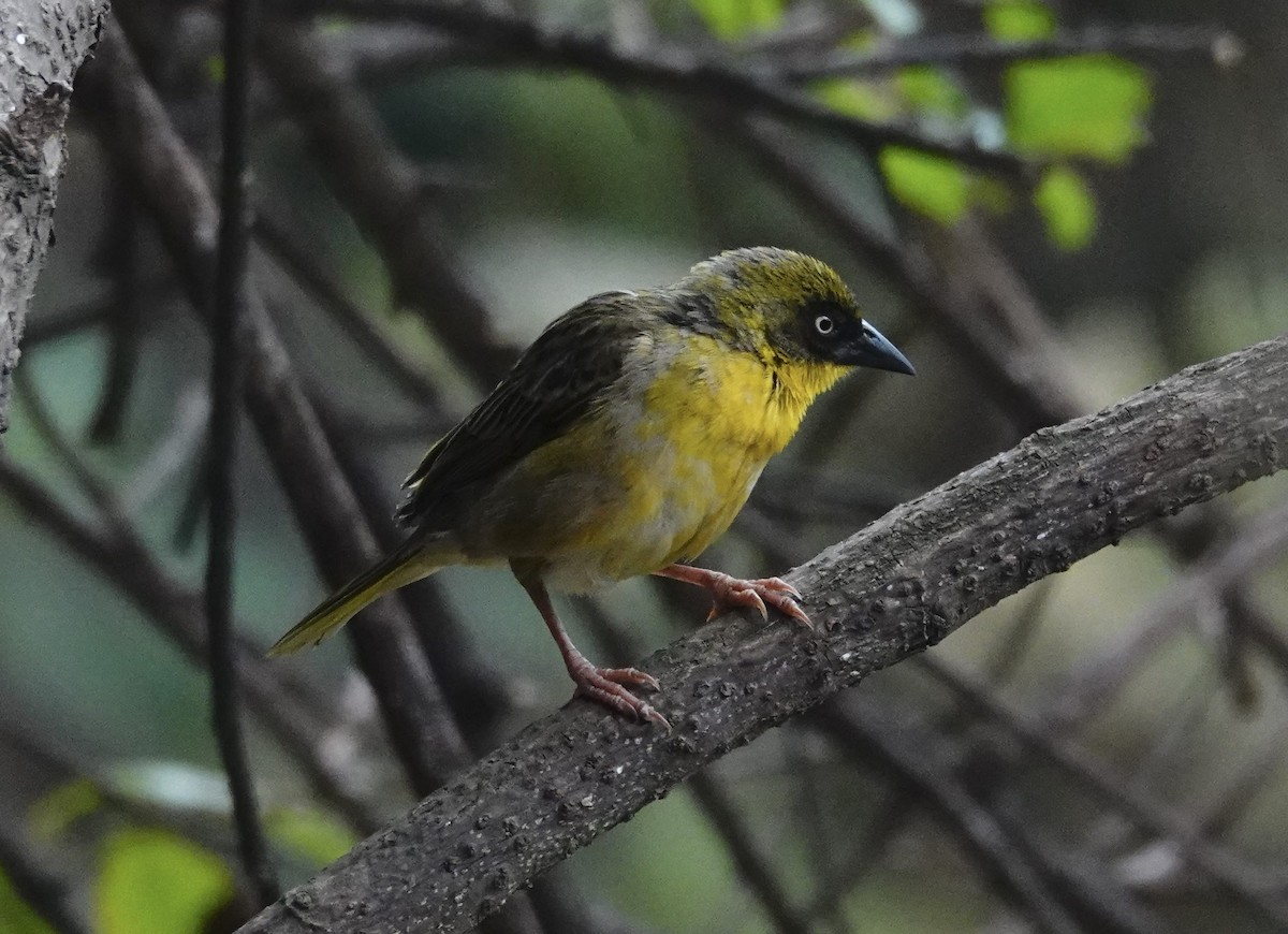 Baglafecht Weaver - ML300422251