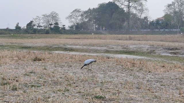 Demoiselle Crane - ML300422281