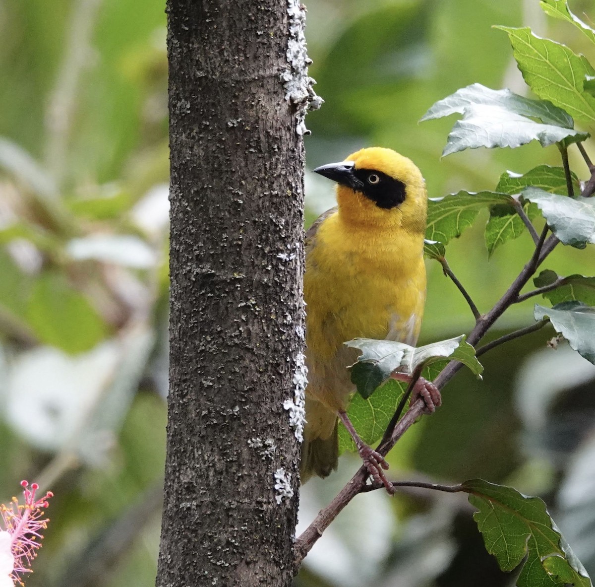 Baglafecht Weaver - ML300422311