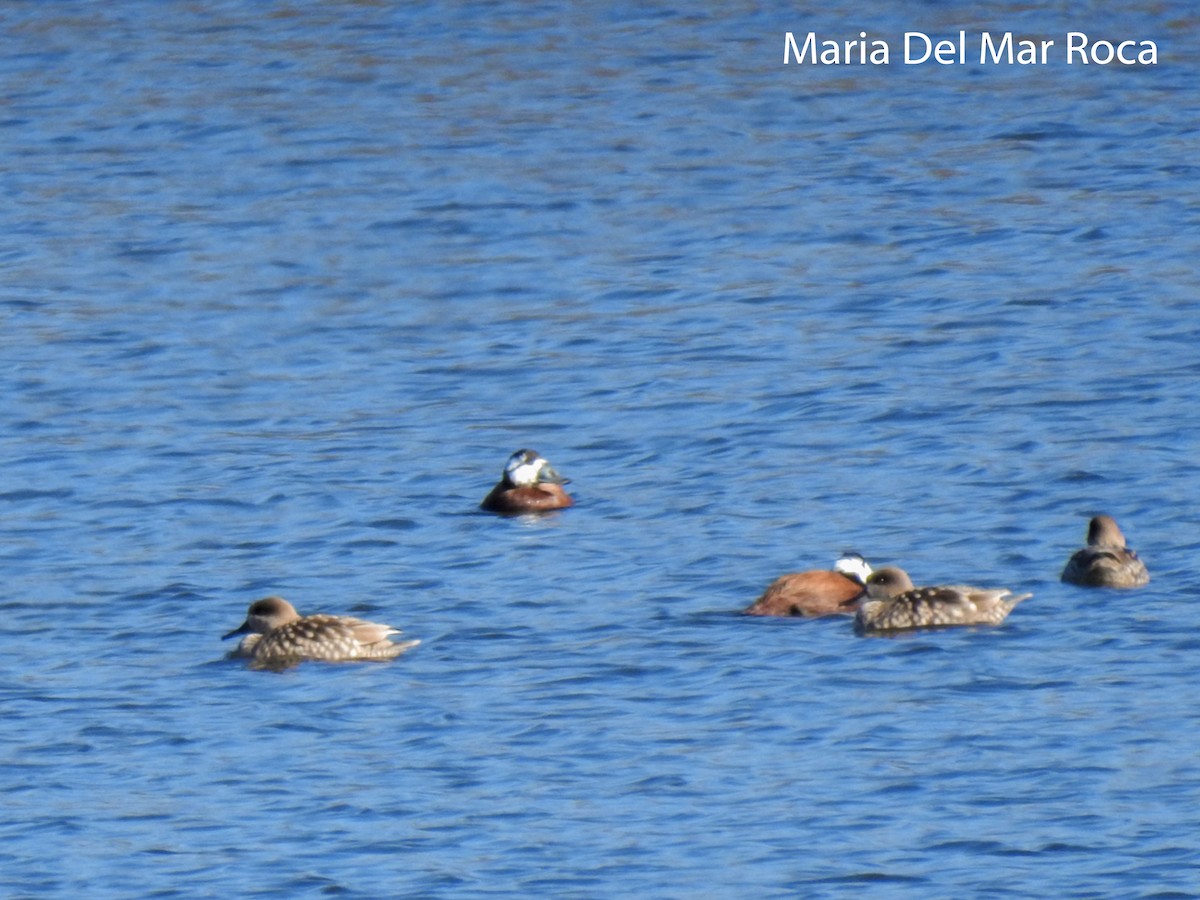 Marbled Duck - ML300422921