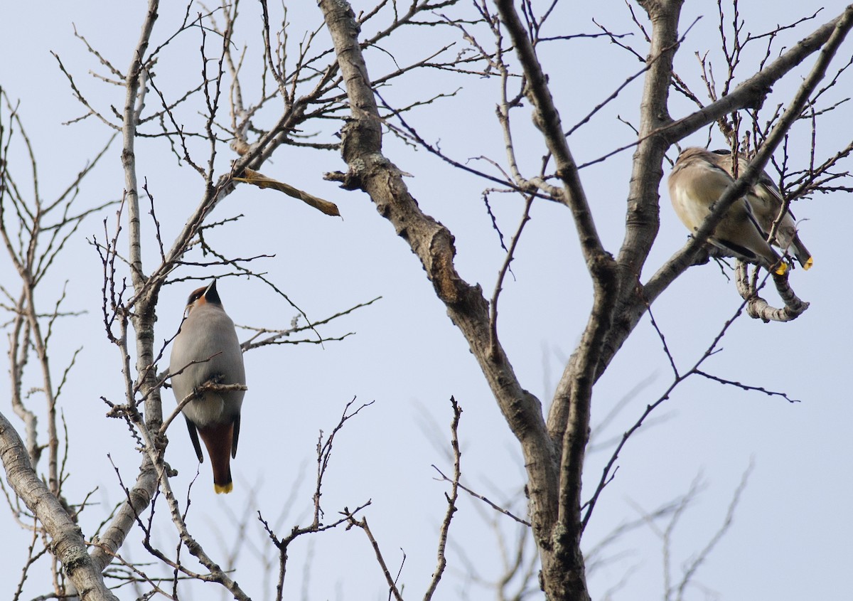 Bohemian Waxwing - ML300424211