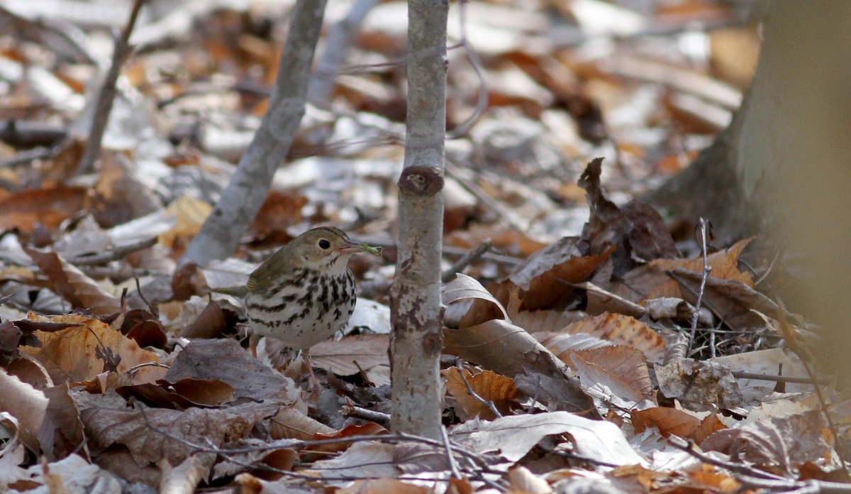 Ovenbird - ML30042531