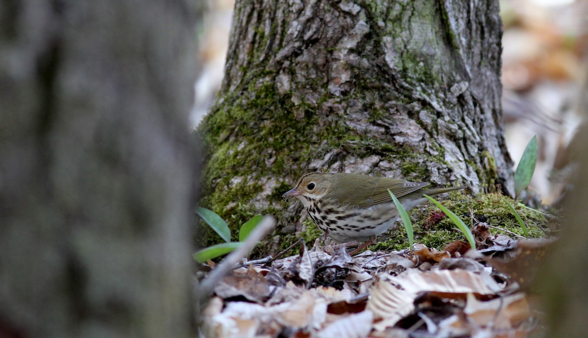 Ovenbird - Jay McGowan