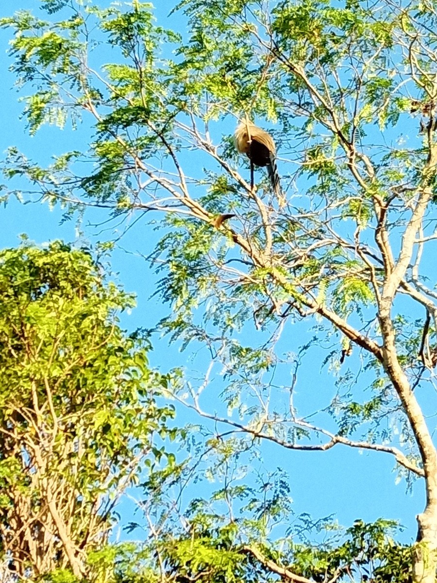 Great Lizard-Cuckoo - ML300426811